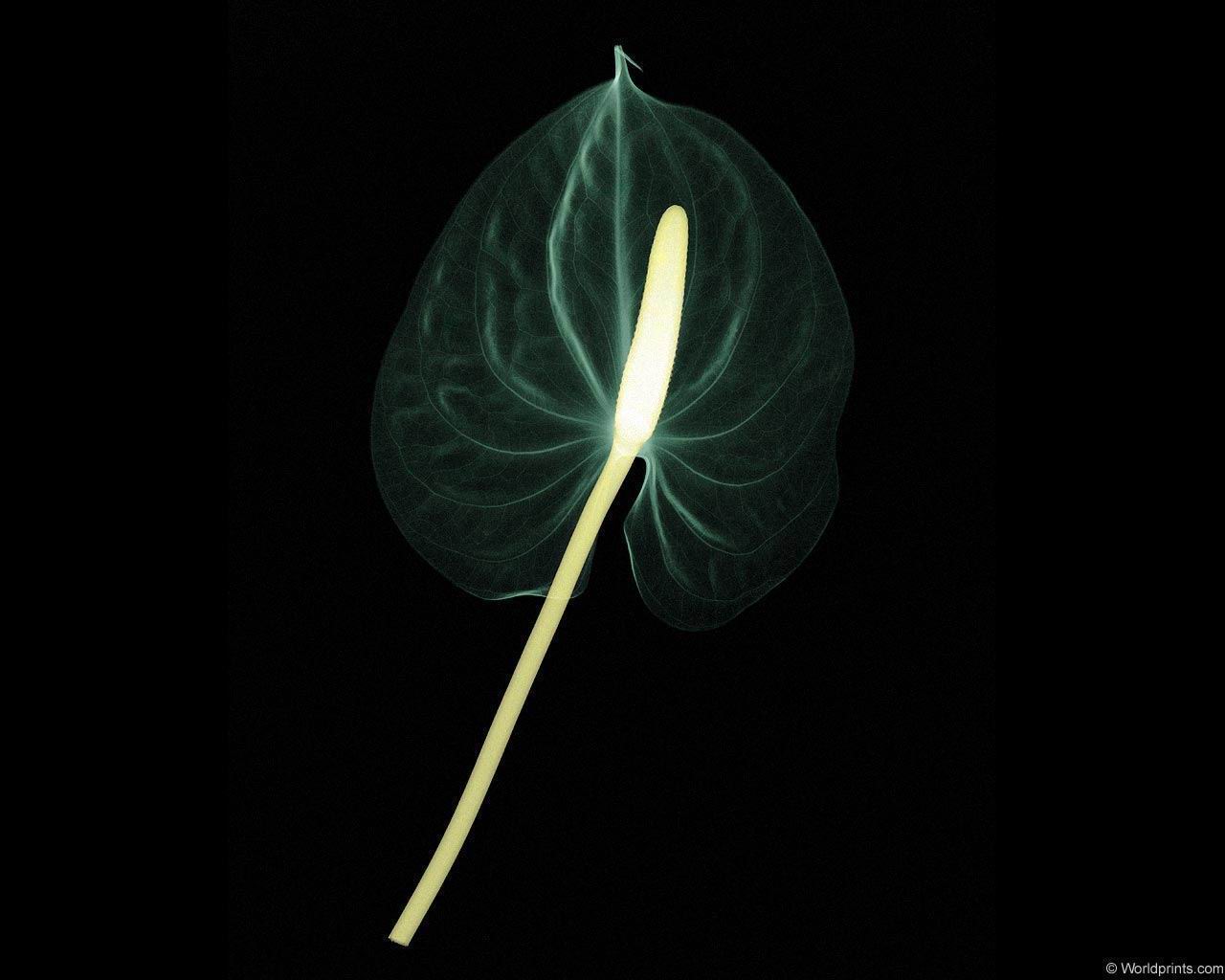 xray_leaf.jpg