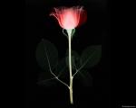 xray_rose.jpg