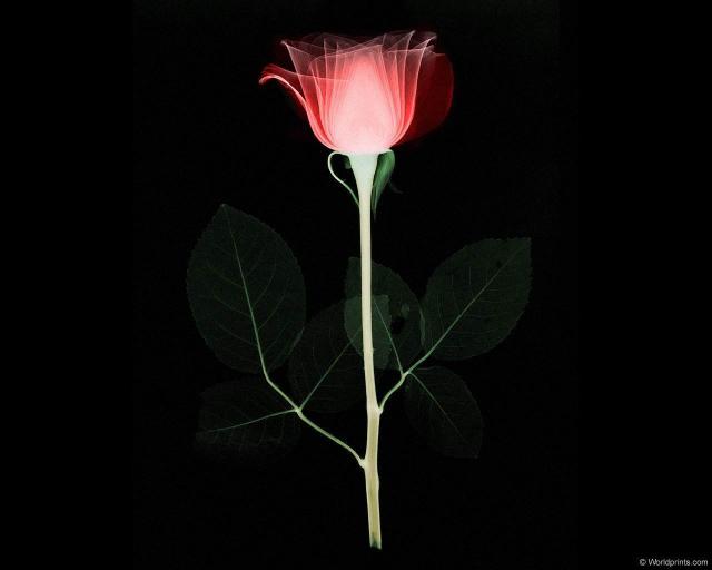 xray_rose.jpg
