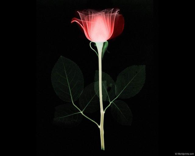 xray_rose.jpg