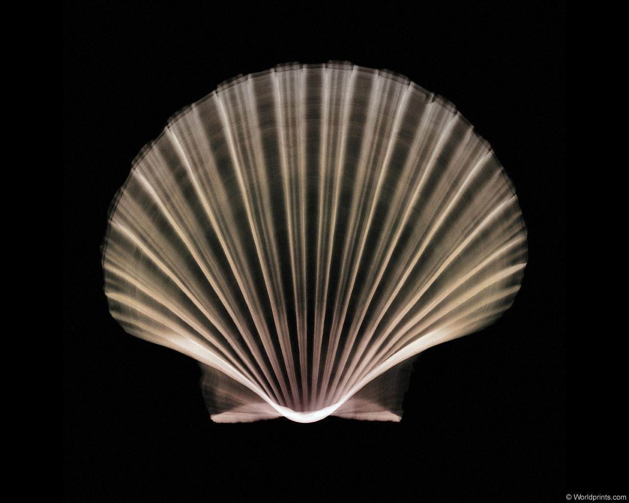 xray_scallopshell.jpg
