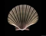 xray_scallopshell.jpg