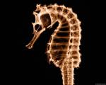 xray_seahorse1.jpg