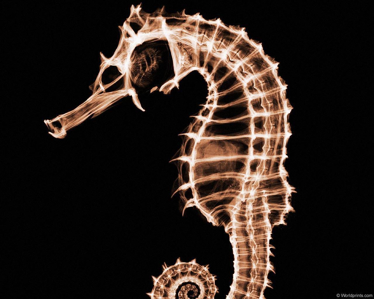 xray_seahorse2.jpg