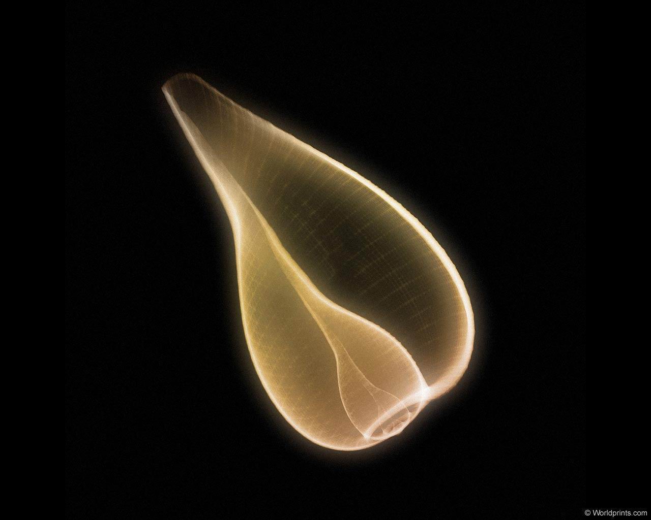 xray_shell1.jpg