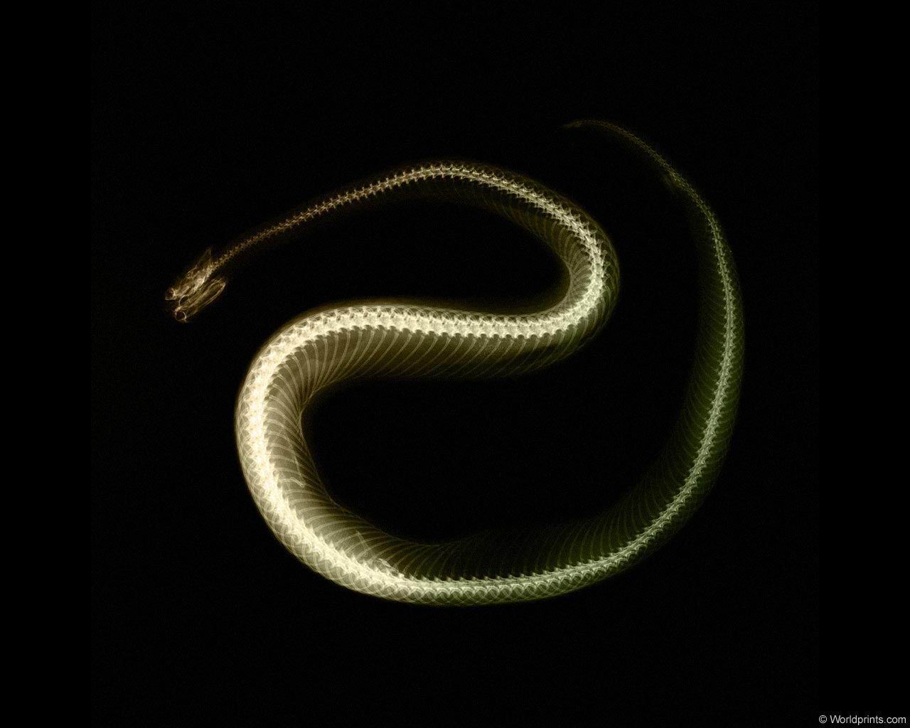 xray_snake.jpg