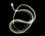 xray_snake2.jpg