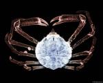 xray_spidercrab.jpg