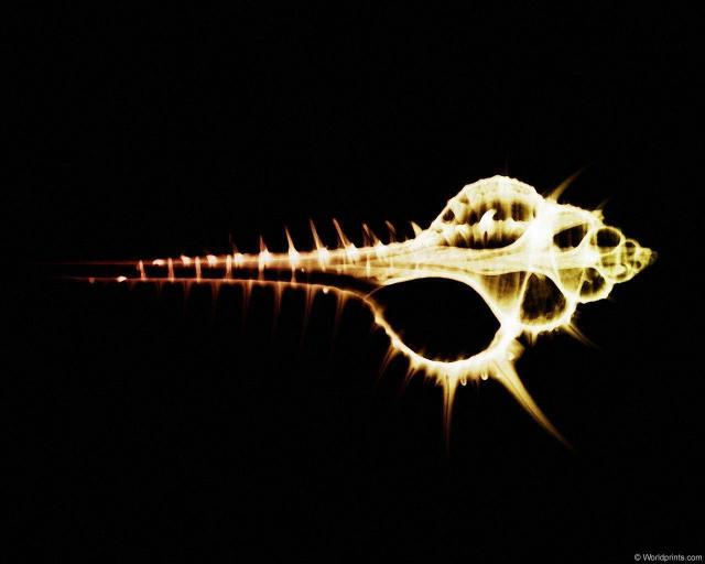 xray_spinyshell.jpg