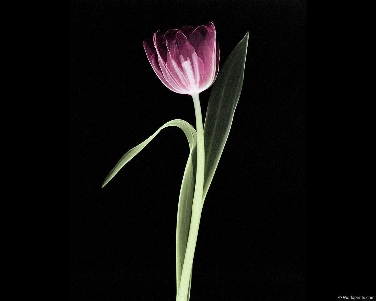 xray_tulip.jpg