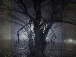 020630 ISA - solitude.jpg
