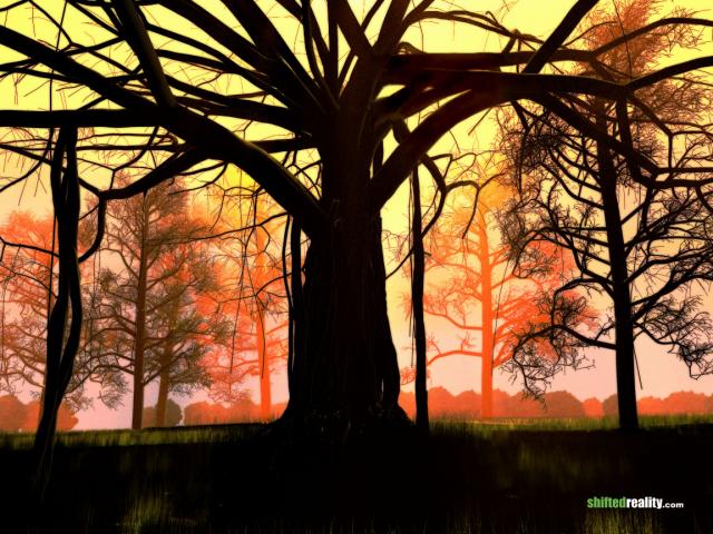 banyan.jpg