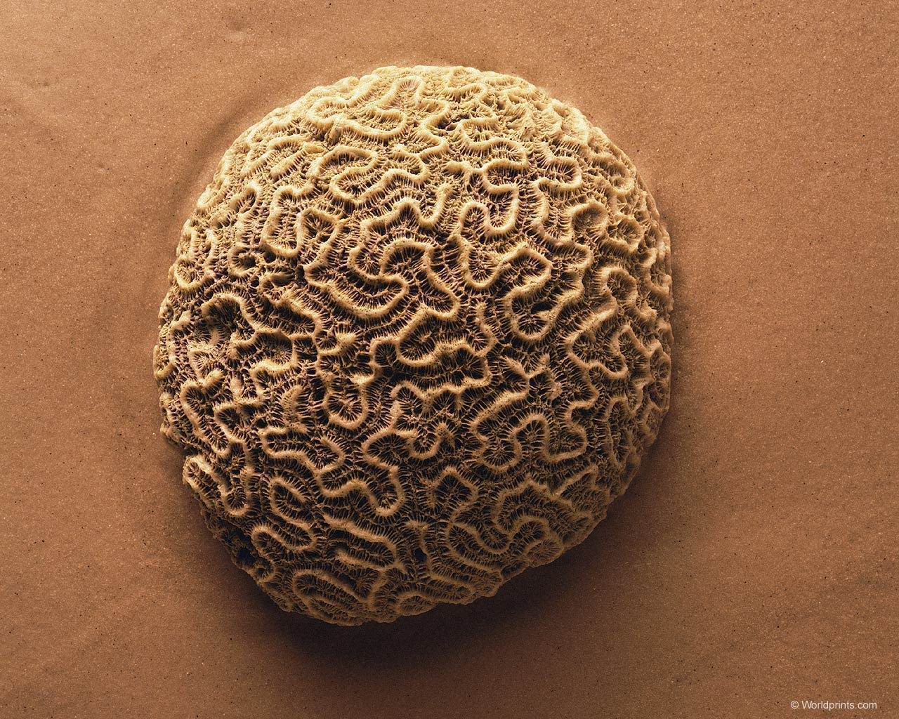 coral001.jpg