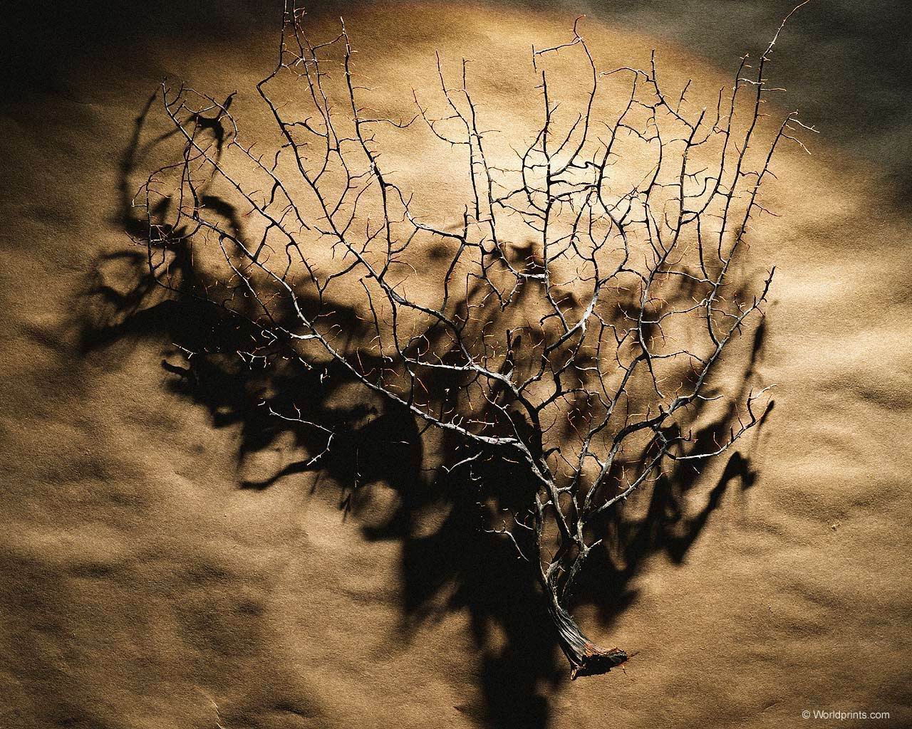 dried_bush001.jpg