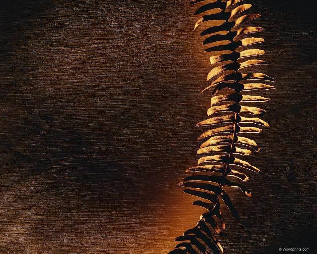 dried_fern002.jpg