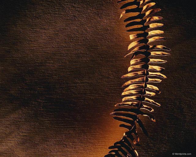 dried_fern002.jpg