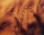 dried_fern003.jpg