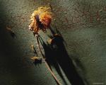 dried_sunflower.jpg