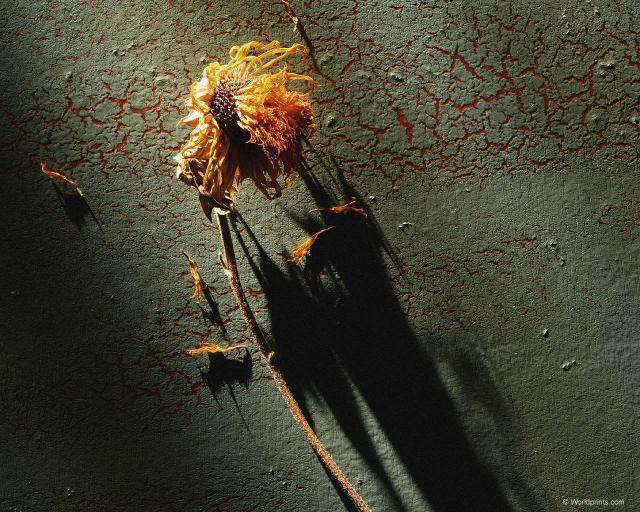 dried_sunflower.jpg