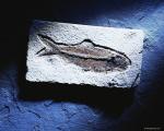 fish_fossil001.jpg