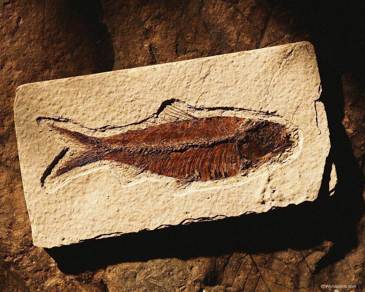 fish_fossil003.jpg