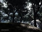 forest.jpg