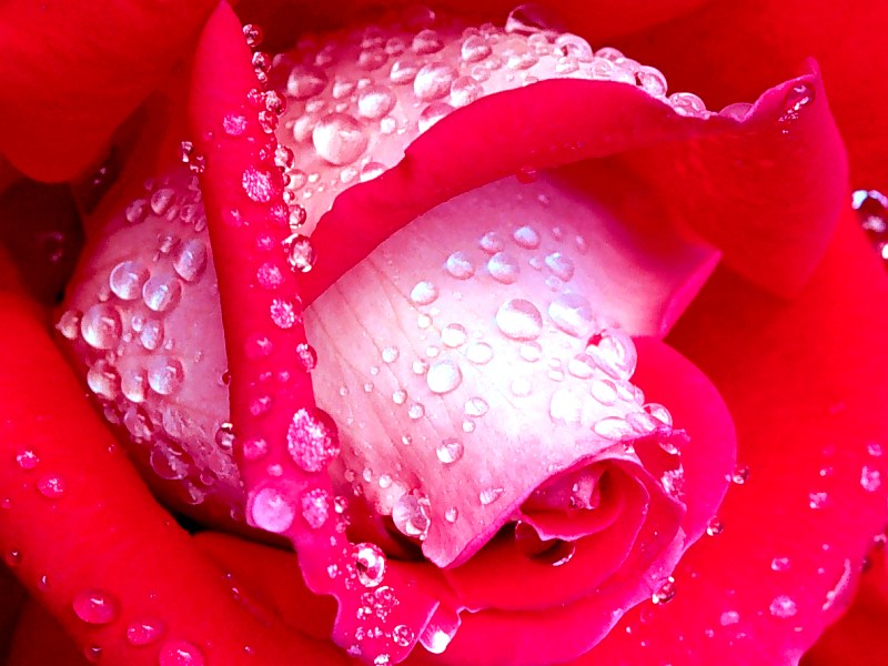 Rose Dew_ Coos County_ Oregon.jpg