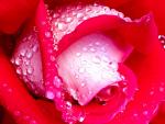 Rose Dew_ Coos County_ Oregon.jpg