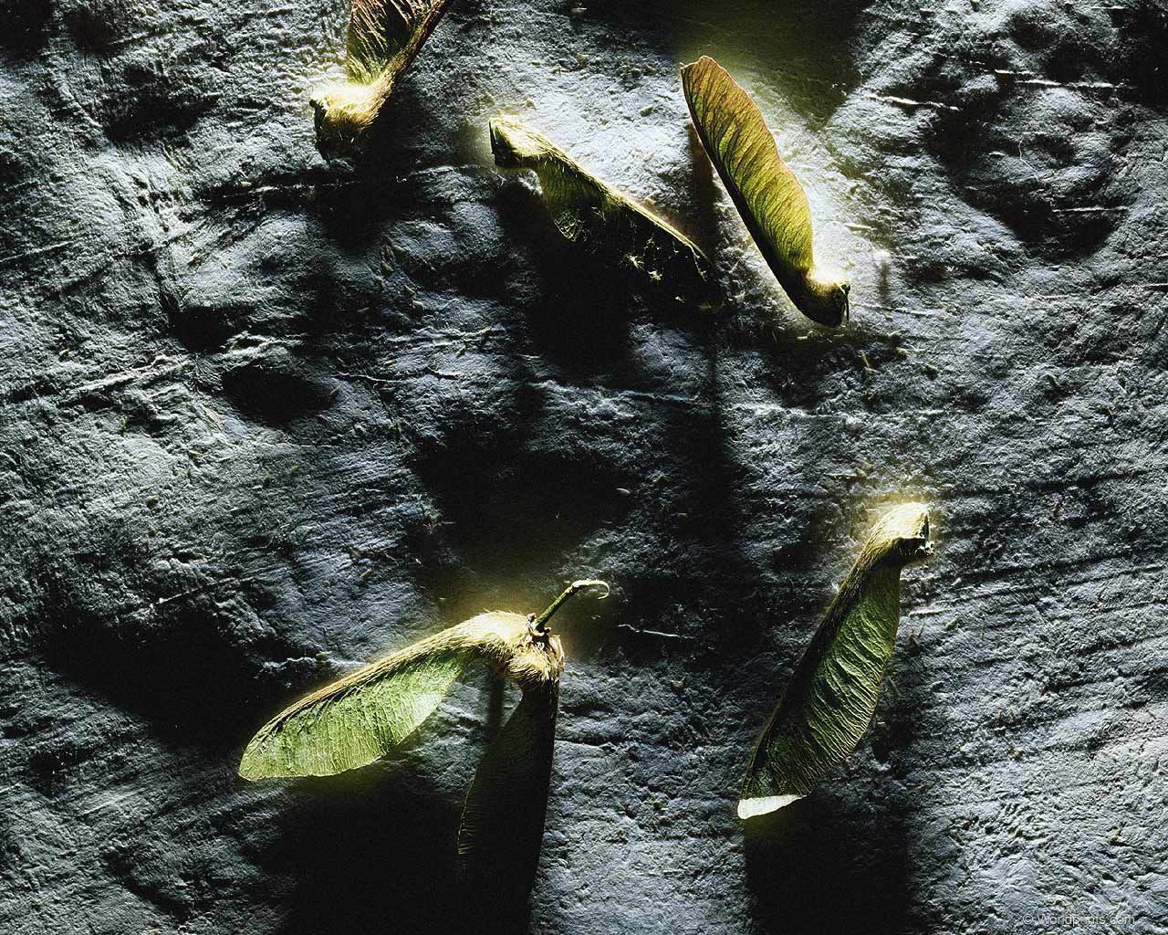seeds001.jpg