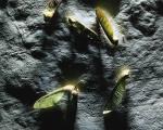 seeds001.jpg