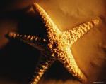 star_fish001.jpg