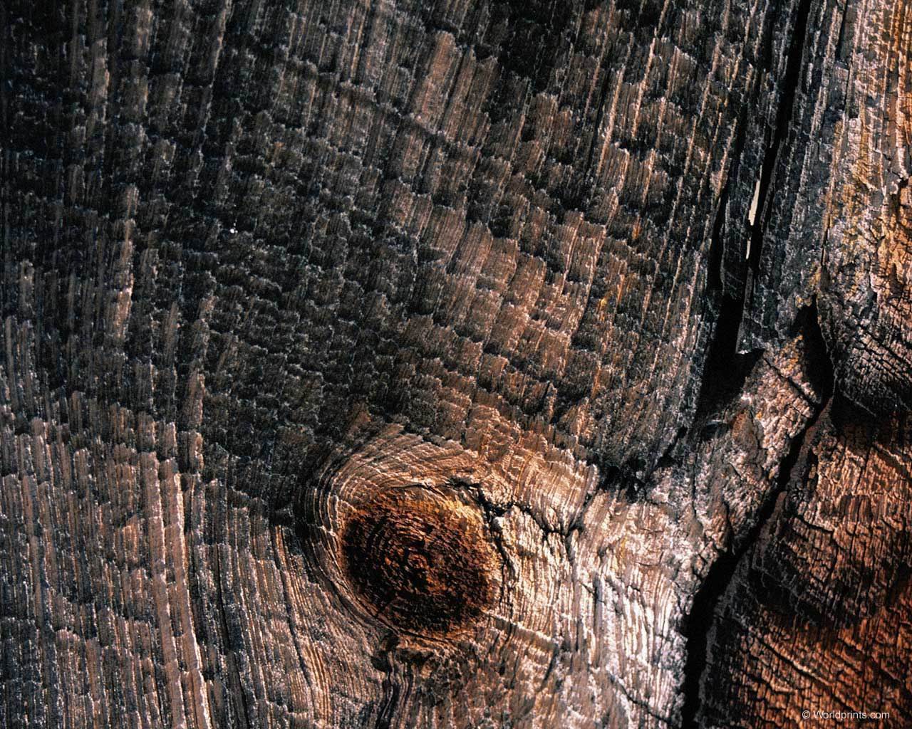 treebark.jpg
