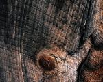 treebark.jpg