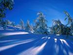 Wallpapers with sunny winter forest