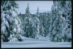 Photo of snow fur-trees from a window