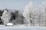 Photo of trees in hoarfrost