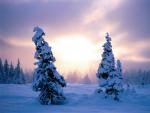 Wallpapers Snow fur-trees on a background of a decline