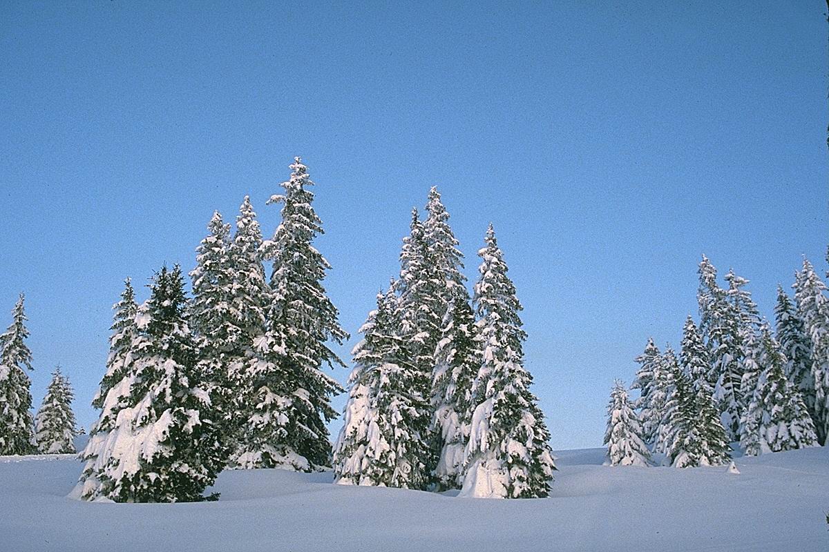 Picture for desktop Fur-trees on a snow