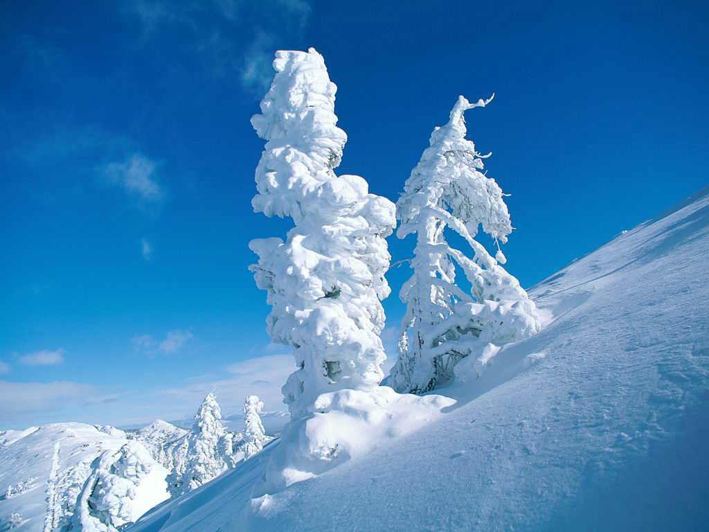 树木照片在​​反对蓝天雪