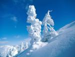Photography of trees in a snow on a background of the dark blue sky