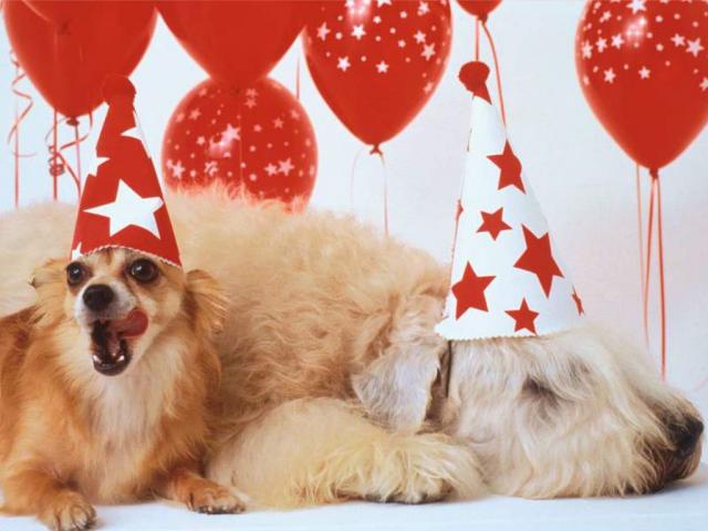 Desktop wallpapers with dogs and balls