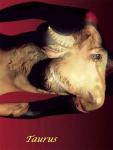 Sign of the zodiac - Taurus