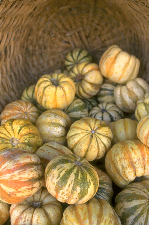 Picture with yellow pumpkins