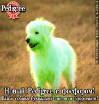 Poster advertising Pedigree