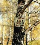 photo ad in the woods