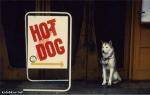 sign hot dog