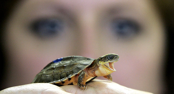 funny picture turtle with its mouth open