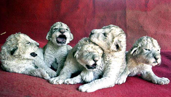 Photo newborn lion cubs