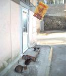 photo of cat line at the cat food store