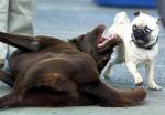 aggression and love of dogs